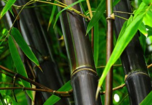 黒い竹