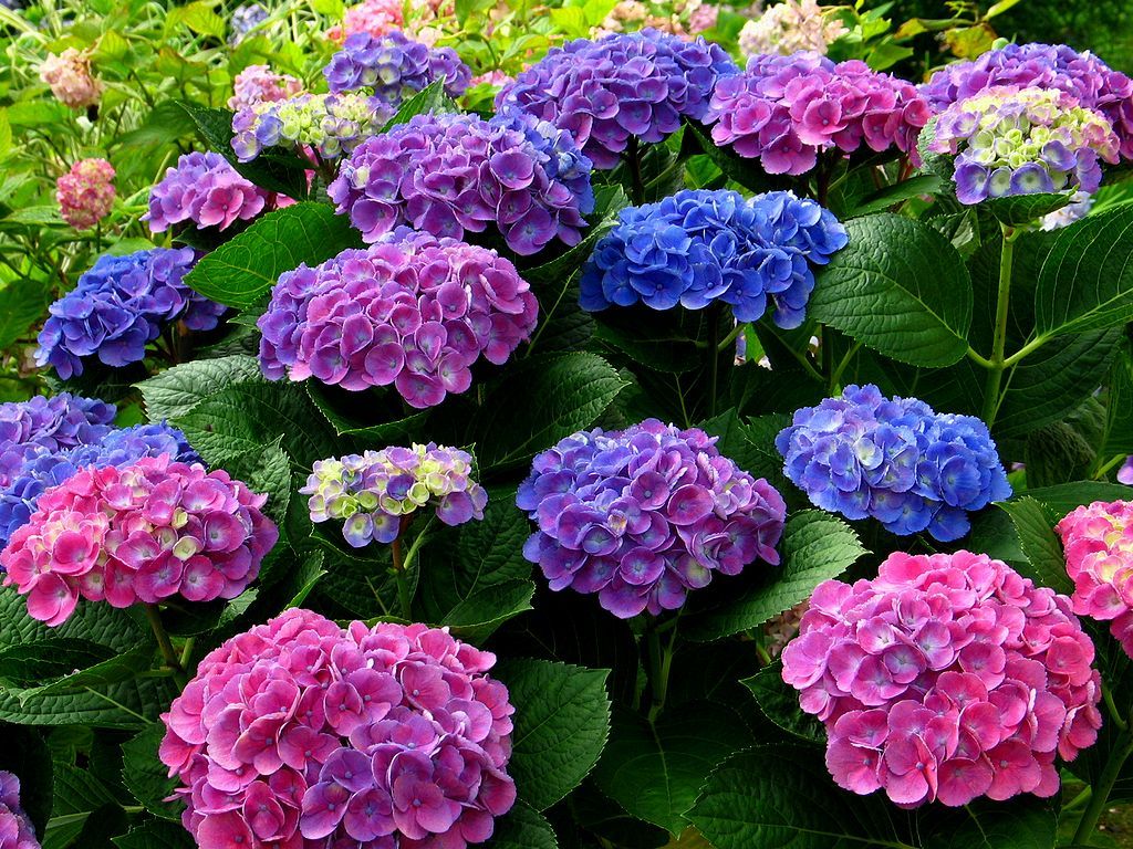 お庭のカメレオンの紫陽花(*´з`) (株)カインズガーデン｜香川県の雑草