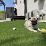 【松縄町】Ｋ様邸ドッグラン🐶お披露目会✨～ひたすら眺めて癒されるの巻～ (株)カインズガーデン｜香川の〝愛犬家〟庭リフォーム工事