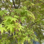 養生期間と防草シート敷き【香川県高松市松縄町・Ｋ様邸庭リフォーム工事】 (株)カインズガーデン｜香川県の庭リフォーム工事