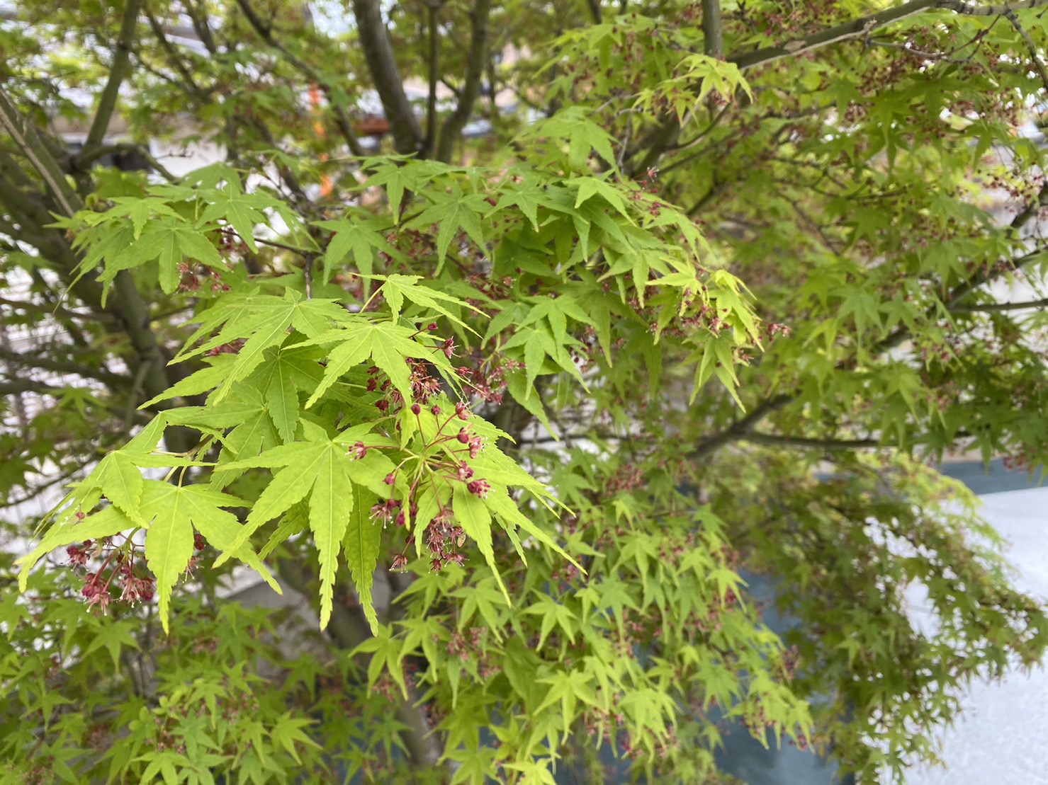 養生期間と防草シート敷き【香川県高松市松縄町・Ｋ様邸庭リフォーム工事】 (株)カインズガーデン｜香川県の庭リフォーム工事