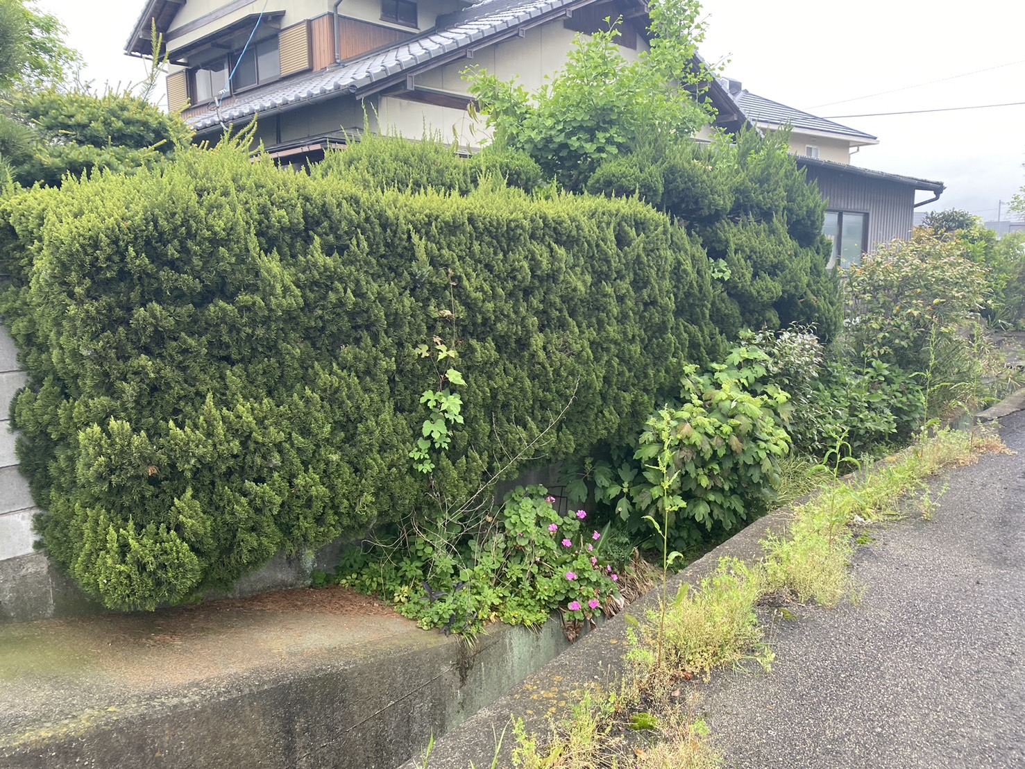 今後も増える庭仕舞い】庭木・庭石撤去の様子 (株)カインズガーデン｜香川県の庭仕舞い，庭リフォーム工事，雑草対策