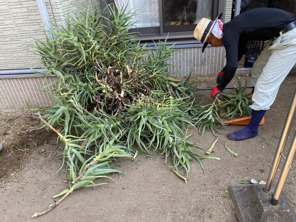 【香川県高松市Ｓ様邸】雑草対策・植栽撤去・テラス工事等／ペットが遊べる♪庭リフォーム工事着工⛑ (株)カインズガーデン