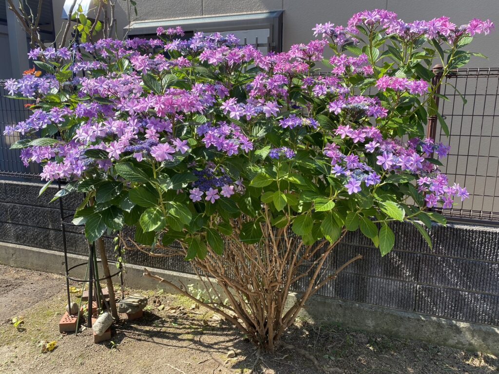 【香川県高松市Ｓ様邸】雑草対策・植栽撤去・テラス工事等／ペットが遊べる♪庭リフォーム工事着工⛑ (株)カインズガーデン