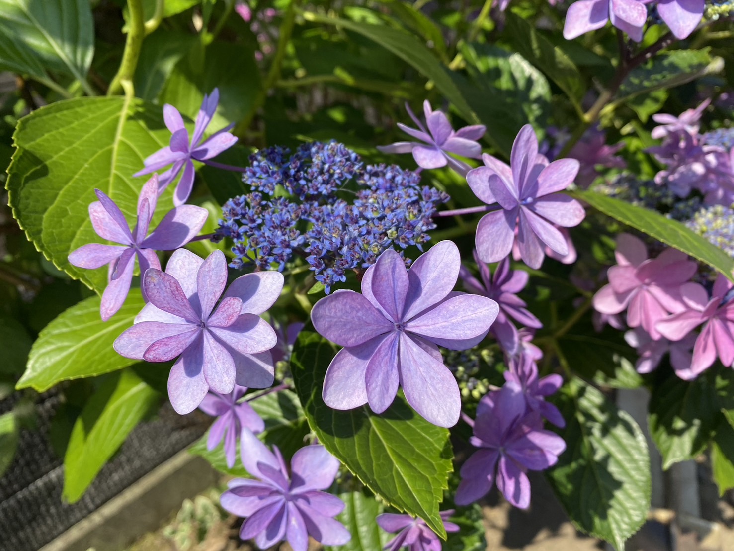 【香川県高松市Ｓ様邸】雑草対策・植栽撤去・テラス工事等／ペットが遊べる♪庭リフォーム工事着工⛑ (株)カインズガーデン
