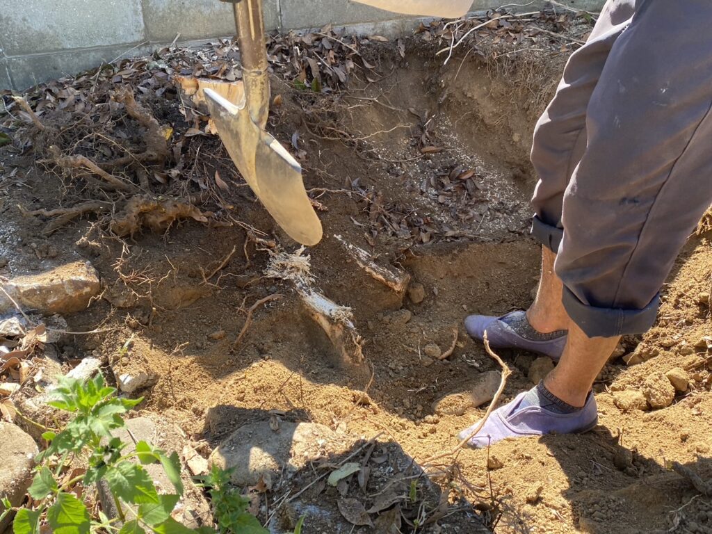 【香川県・綾川町ＫＵ様邸】庭木植栽などの伐採撤去中！少しずつスッキリしてます✨ (株)カインズガーデン｜香川の庭リフォーム工事，庭仕舞い