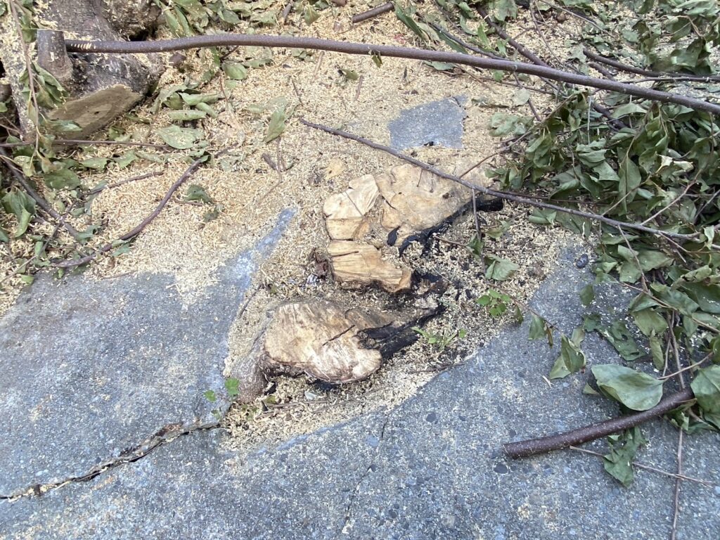 【香川県・綾川町ＫＵ様邸】庭木植栽などの伐採撤去中！少しずつスッキリしてます✨ (株)カインズガーデン｜香川の庭リフォーム工事，庭仕舞い