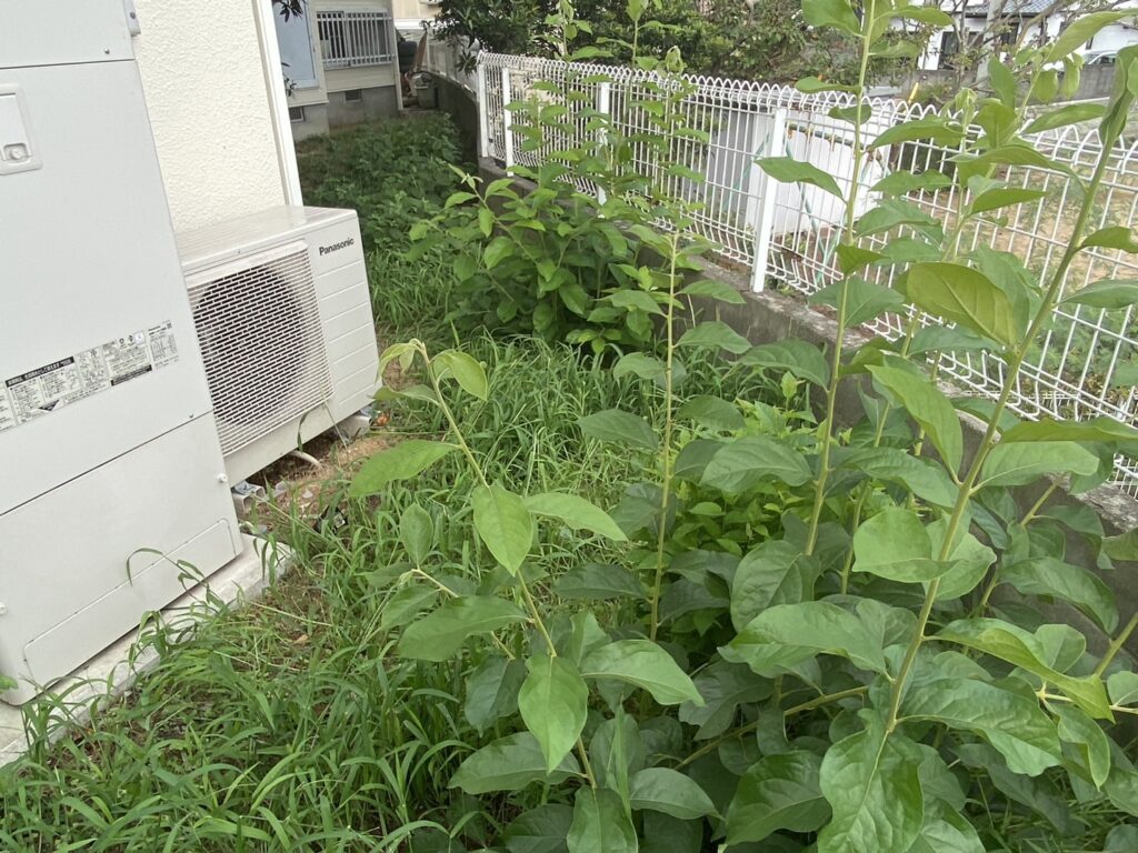 【高松市Ｔ様邸】雑草や天然芝を撤去！雑草対策工事、着工⛑ (株)カインズガーデン｜香川県の庭リフォーム工事，庭仕舞い