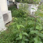 【高松市Ｔ様邸】雑草や天然芝を撤去！雑草対策工事、着工⛑ (株)カインズガーデン｜香川県の庭リフォーム工事，庭仕舞い