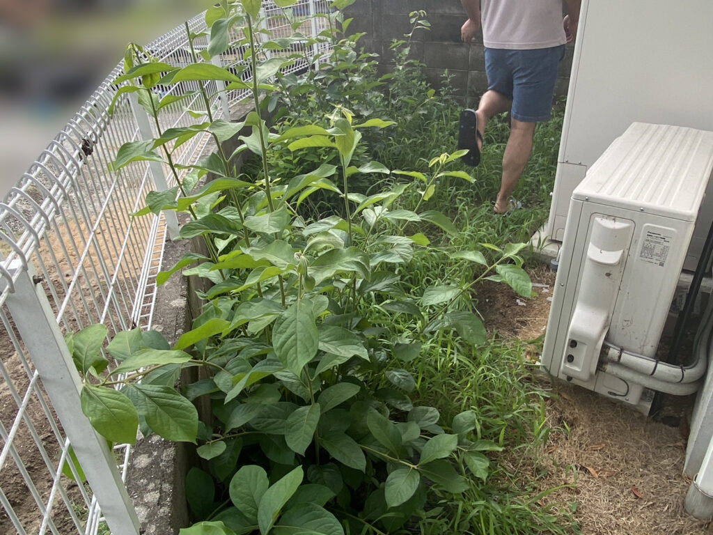 【高松市Ｔ様邸】雑草や天然芝を撤去！雑草対策工事、着工⛑ (株)カインズガーデン｜香川県の庭リフォーム工事，庭仕舞い