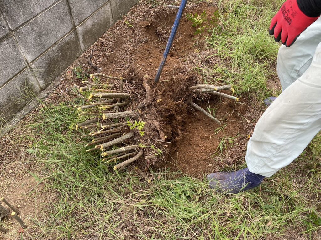 【高松市Ａ様邸】雑草対策・庭木や敷石撤去，庭リフォーム工事着工⛑ (株)カインズガーデン｜香川県の庭仕舞い