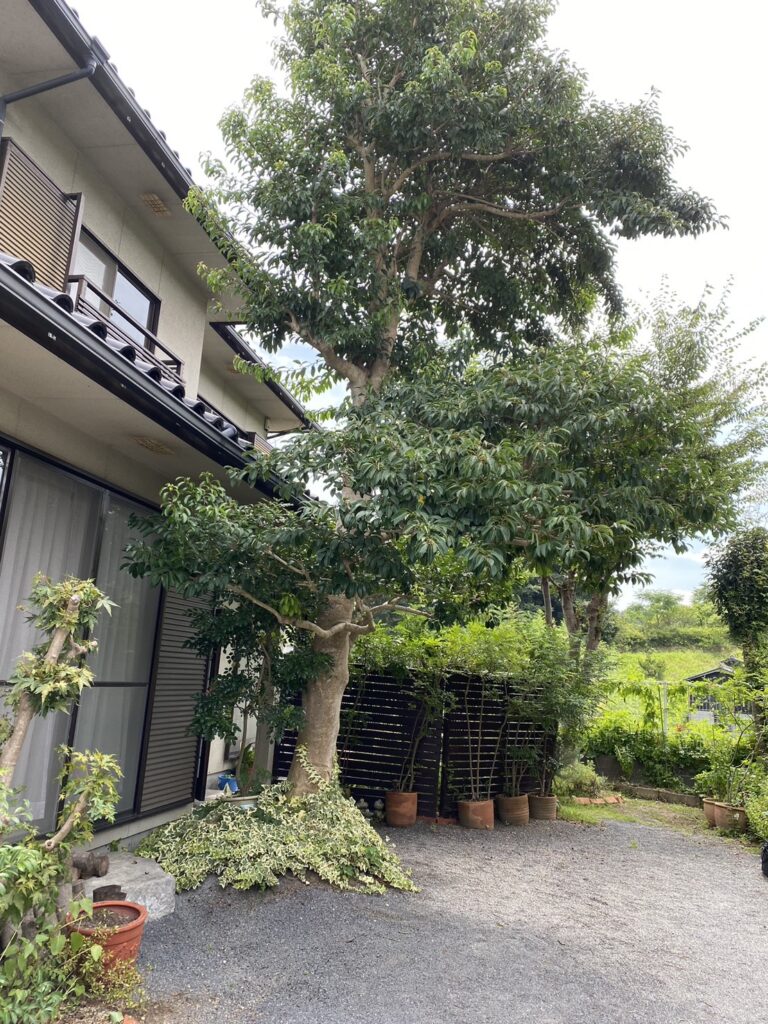 【高松市Ｍ様邸】庭木・植栽・花壇等を撤去しスッキリ庭仕舞い✨昨日着工⛑ (株)カインズガーデン｜香川県の庭リフォーム工事