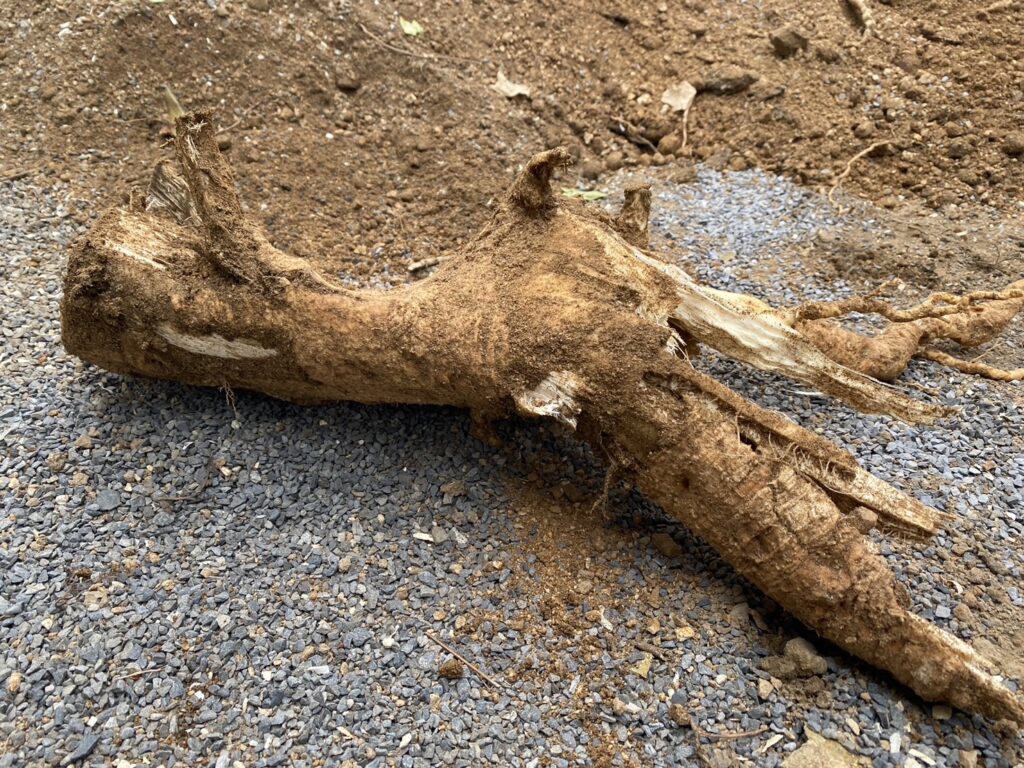 【高松市Ｍ様邸】庭木・植栽・花壇等を撤去しスッキリ✨庭仕舞い工事㊗完工 (株)カインズガーデン｜香川県の庭リフォーム工事