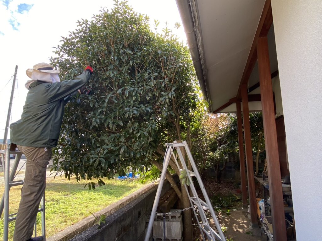 【綾川町Ｆ様邸】庭木のお手入れ・剪定着工⛑ (株)カインズガーデン｜香川県の庭仕舞い工事