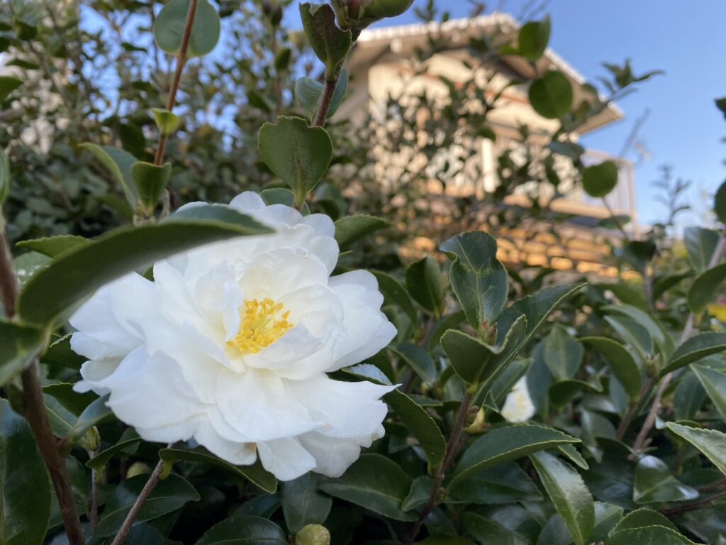 【綾川町ＨＫ様邸】生垣石垣・庭木植栽撤去しスッキリ手入れが要らないお庭へ✨庭仕舞い工事着工⛑ (株)カインズガーデン