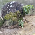 【綾川町ＦＵ様邸】庭石移設完了♪ 鋤取り整地＆土間コンクリート打設準備中 (株)カインズガーデン｜香川県の庭リフォーム工事，庭仕舞い
