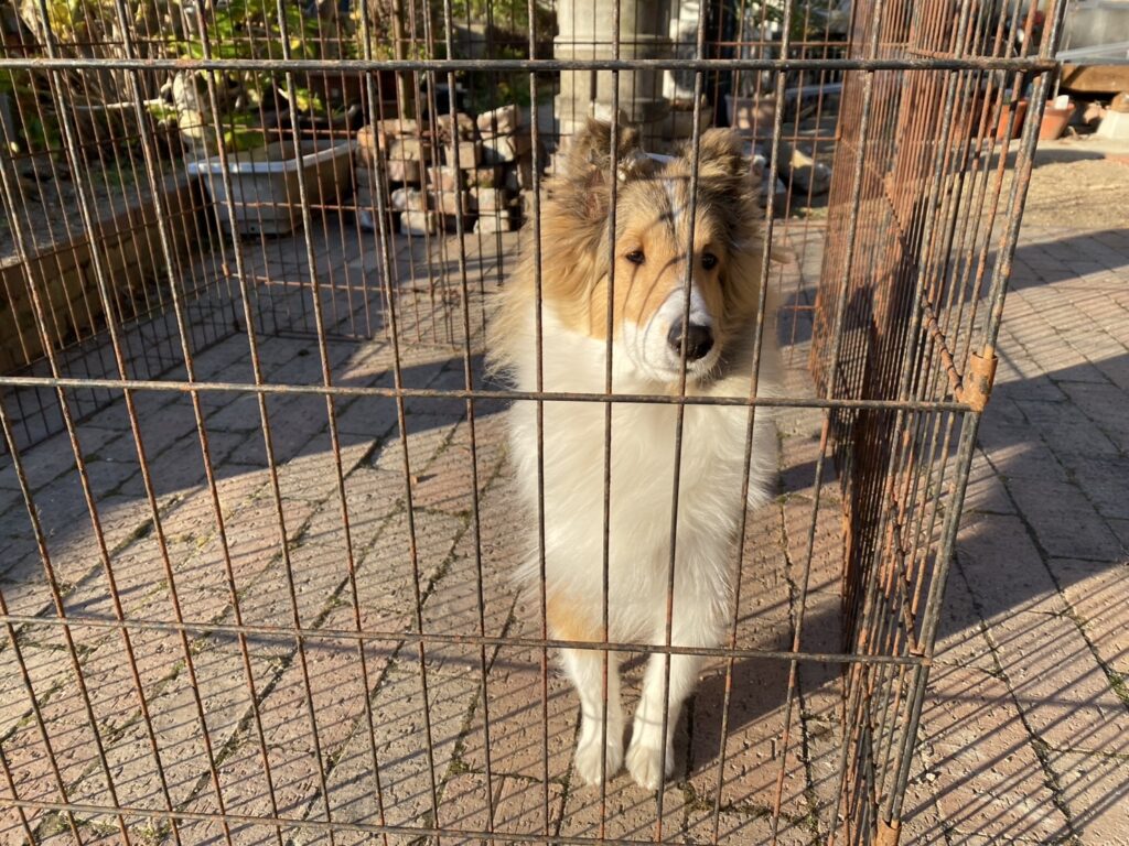 【綾川町ＦＵ様邸】広く綺麗になったスロープに手摺りの支柱設置中 (株)カインズガーデン｜香川県の安全庭リフォーム工事，庭仕舞い