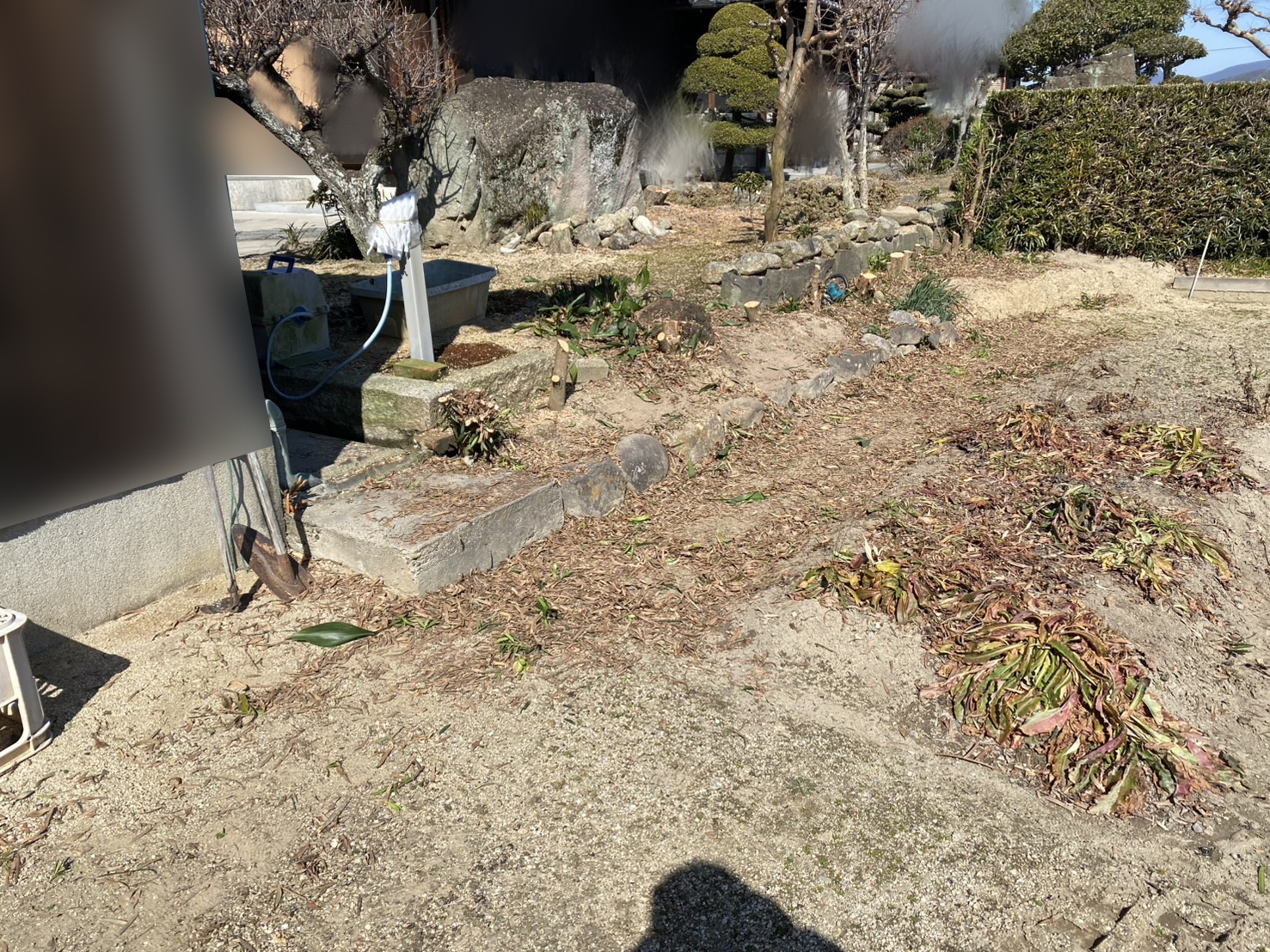 【西讃Ｏ様邸】生垣撤去し庭園内へ。坪庭・庭木庭石撤去作業開始 (株)カインズガーデン｜香川県の庭仕舞い工事，雑草対策工事