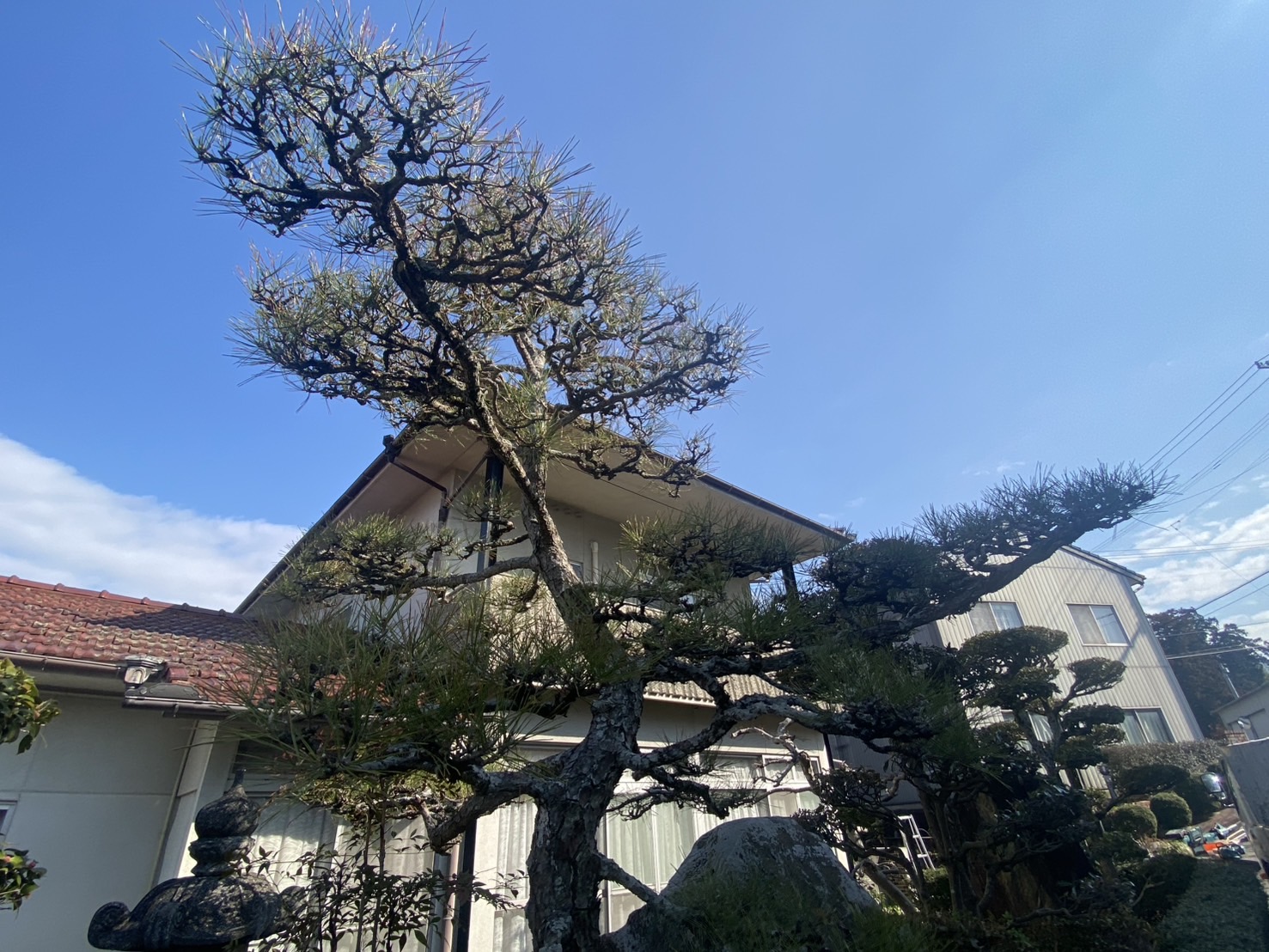 【三豊市高瀬町N様邸】代々受け継がれてきた立派なお庭✨庭仕舞い工事着工⛑ (株)カインズガーデン|香川の庭リフォーム工事 【三豊市高瀬町N様邸】代々受け継がれてきた立派なお庭✨庭仕舞い工事着工⛑ (株)カインズガーデン|香川の庭リフォーム工事