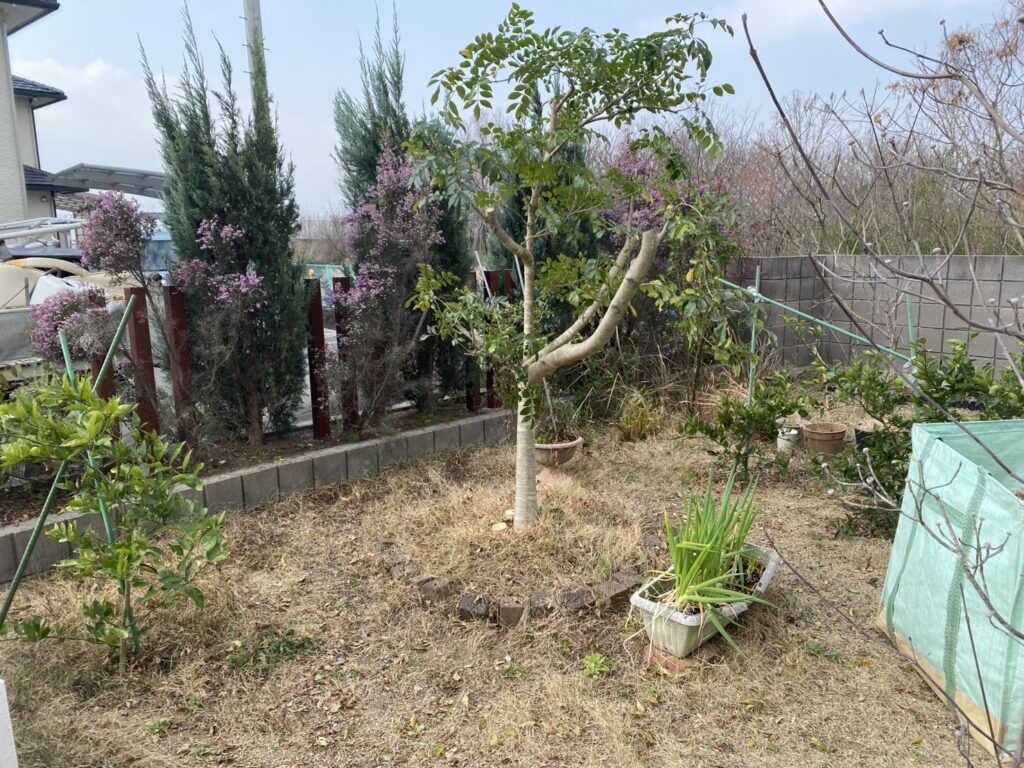 【高松市K様邸】門壁やタイルの修繕・剪定・不用品撤去㊗完工 (株)カインズガーデン|香川県の庭リフォーム工事,修繕工事 【高松市K様邸】門壁やタイルの修繕・剪定・不用品撤去㊗完工 (株)カインズガーデン|香川県の庭リフォーム工事,修繕工事