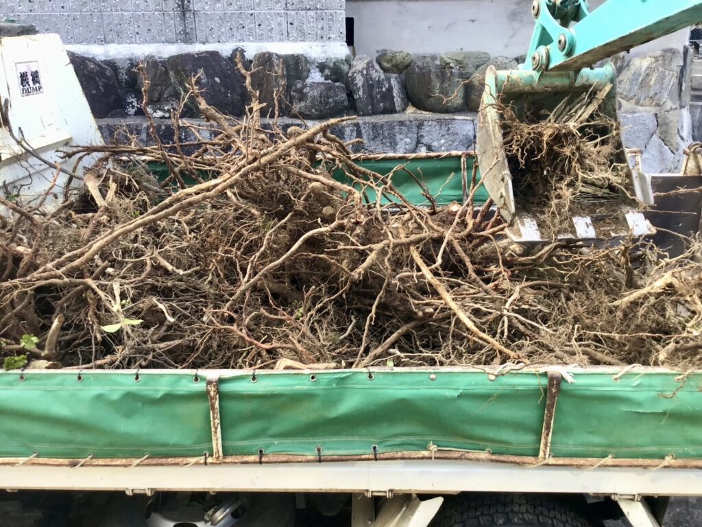 【三豊市高瀬町N様邸】メインの坪庭撤去完了✨庭木の根巻き&引き続き撤去作業 (株)カインズガーデン|香川県の庭仕舞い工事,庭リフォーム 【三豊市高瀬町N様邸】メインの坪庭撤去完了✨庭木の根巻き&引き続き撤去作業 (株)カインズガーデン|香川県の庭仕舞い工事,庭リフォーム