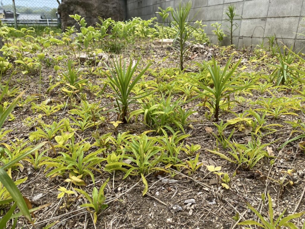 【三豊市山本町MO様邸】庭石撤去完了&伐根完了 (株)カインズガーデン|香川県の庭リフォーム工事,庭仕舞い 【三豊市山本町MO様邸】庭石撤去完了&伐根完了 (株)カインズガーデン|香川県の庭リフォーム工事,庭仕舞い