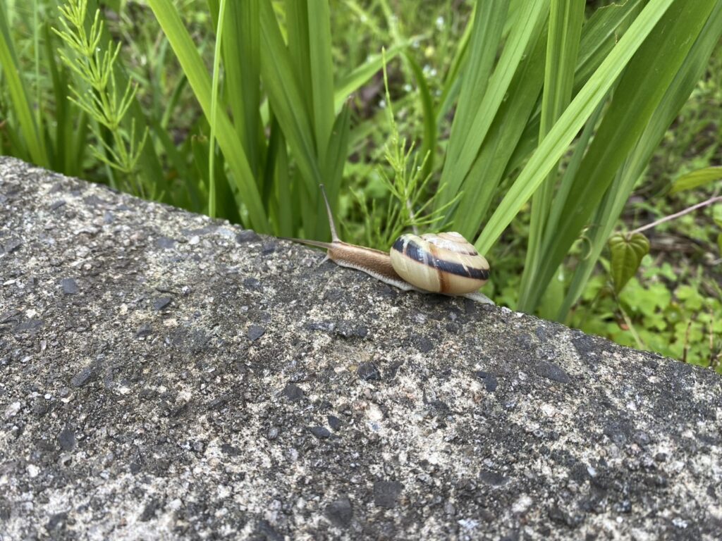 【綾川町Ｕ様邸】防草シート＆砂利敷きの雑草対策仕上げ (株)カインズガーデン｜香川県の庭仕舞い，庭リフォーム工事