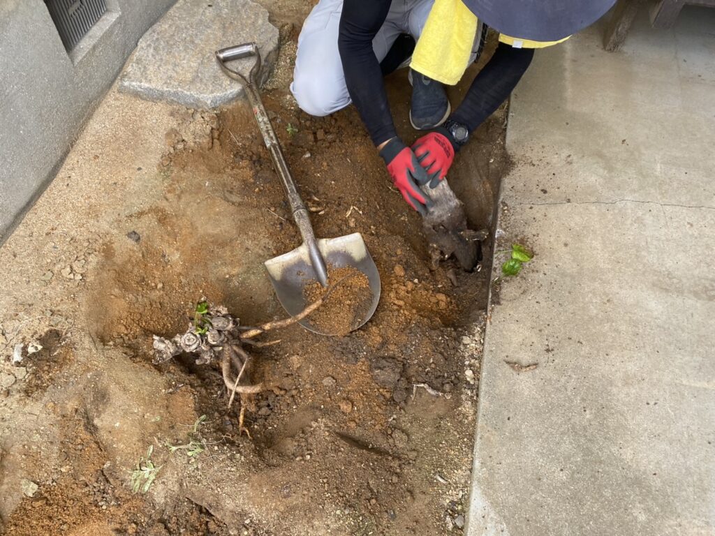 【高松市S様邸】雑草対策&敷石撤去、本日着工⛑ (株)カインズガーデン|香川県の庭リフォーム工事,庭仕舞い工事 【高松市S様邸】雑草対策&敷石撤去、本日着工⛑ (株)カインズガーデン|香川県の庭リフォーム工事,庭仕舞い工事