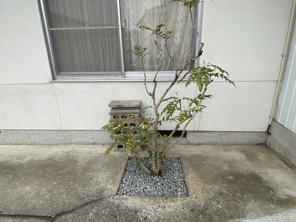 【三豊市高瀬町N様邸】スッキリ爽快✨庭仕舞い工事&玄関周りは洋風オシャレに㊗完工 (株)カインズガーデン|香川県の庭リフォーム工事 【三豊市高瀬町N様邸】スッキリ爽快✨庭仕舞い工事&玄関周りは洋風オシャレに㊗完工 (株)カインズガーデン|香川県の庭リフォーム工事