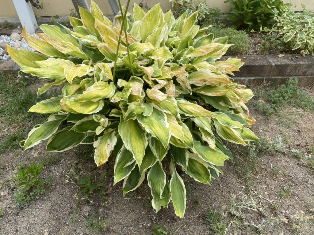 【高松市Ｉ様邸】雑草対策＆ドッグランリフォーム工事、本日着工⛑ (株)カインズガーデン｜香川の庭リフォーム工事，庭仕舞い