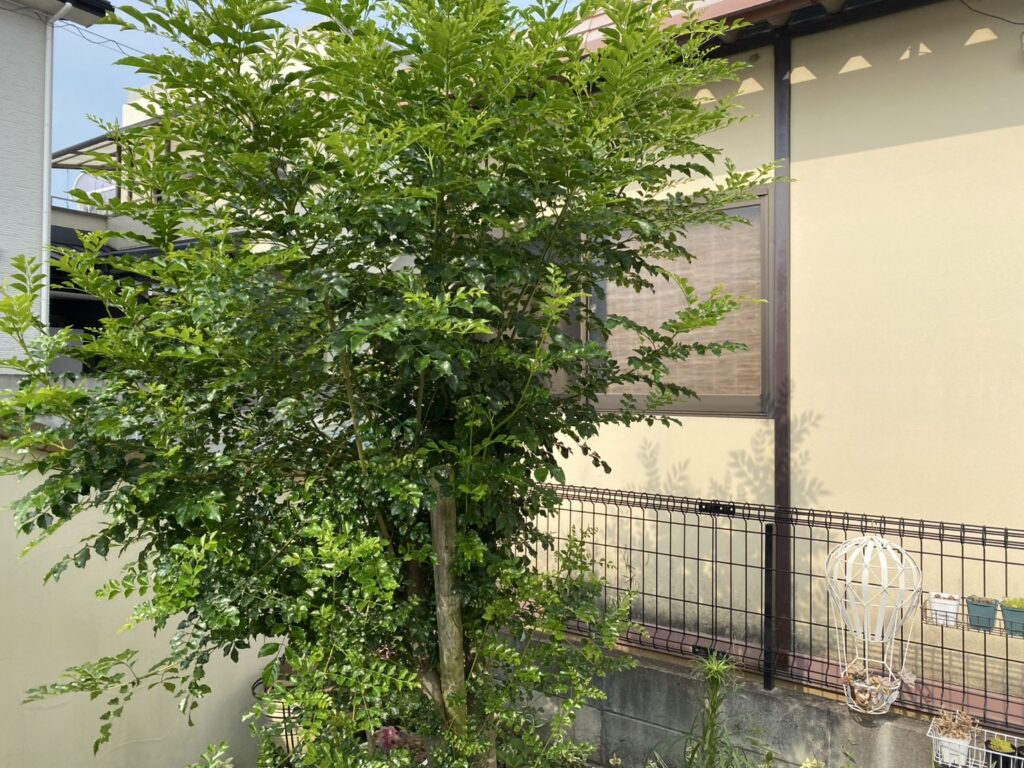 【高松市Ｉ様邸】雑草対策＆ドッグランリフォーム工事、本日着工⛑ (株)カインズガーデン｜香川の庭リフォーム工事，庭仕舞い