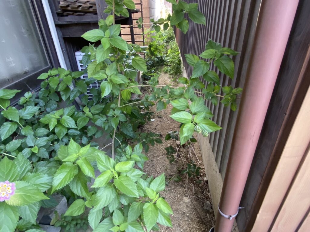 【多度津町Y様邸】庭木や雑草撤去し雑草対策✊本日着工⛑ (株)カインズガーデン|香川県の雑草対策工事,庭仕舞い工事 【多度津町Y様邸】庭木や雑草撤去し雑草対策✊本日着工⛑ (株)カインズガーデン|香川県の雑草対策工事,庭仕舞い工事