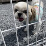 【高松市Ｉ様邸】お庭と花壇の雑草対策＆ドッグランリフォーム工事㊗完工 (株)カインズガーデン｜香川県の庭リフォーム工事
