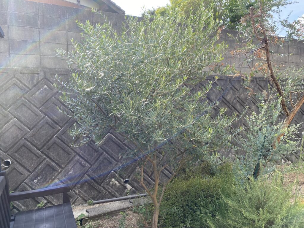【高松市Ｈ様邸】雑草撤去・植栽撤去＆移設🌱雑草対策工事着工⛑ (株)カインズガーデン｜香川県の庭リフォーム，庭仕舞い