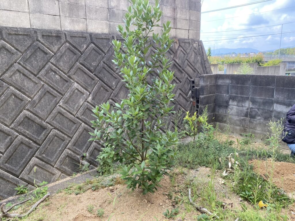 【高松市Ｈ様邸】雑草撤去・植栽撤去＆移設🌱雑草対策工事着工⛑ (株)カインズガーデン｜香川県の庭リフォーム，庭仕舞い