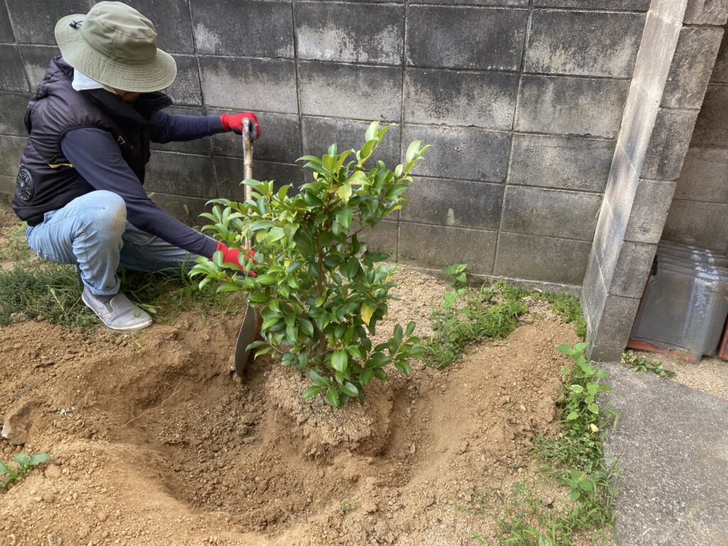 【高松市Ｈ様邸】雑草撤去・植栽撤去＆移設🌱雑草対策工事着工⛑ (株)カインズガーデン｜香川県の庭リフォーム，庭仕舞い