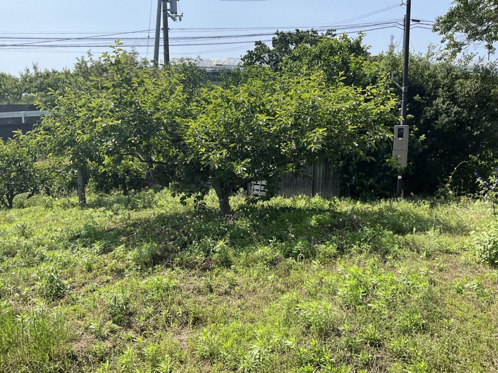 【綾川町K様邸】おじいちゃんの松・巨大モチノキもスッキリ✨庭仕舞い工事㊗完工 (株)カインズガーデン|香川の庭リフォーム 【綾川町K様邸】おじいちゃんの松・巨大モチノキもスッキリ✨庭仕舞い工事㊗完工 (株)カインズガーデン|香川の庭リフォーム