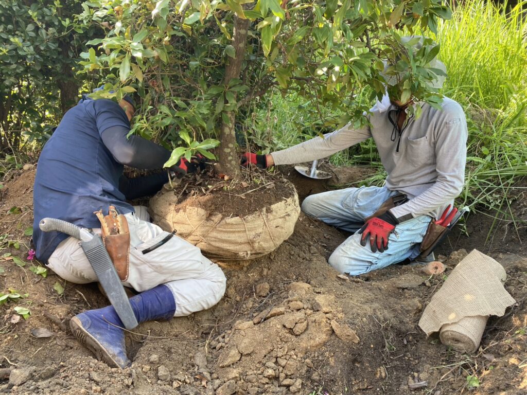 【三豊市Ｓ様邸】「花壇が草山！元々の地面の状態に戻したい」庭リフォーム工事着工⛑ (株)カインズガーデン｜香川の庭仕舞い