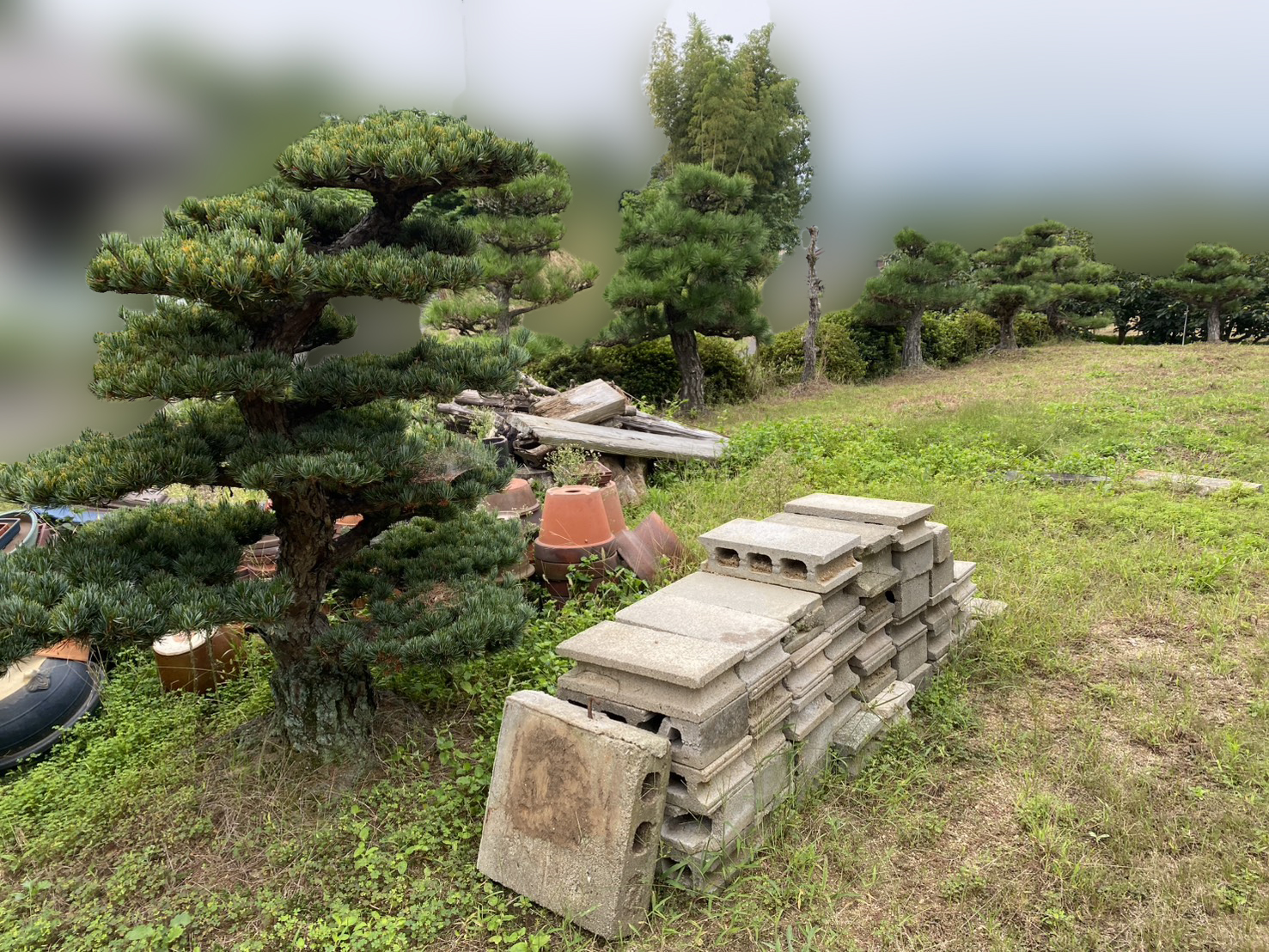 【綾川町Ｋ様邸】「おじいちゃんの松が沢山。剪定や伐採で松をどうにかしたい」庭仕舞い工事着工⛑ (株)カインズガーデン