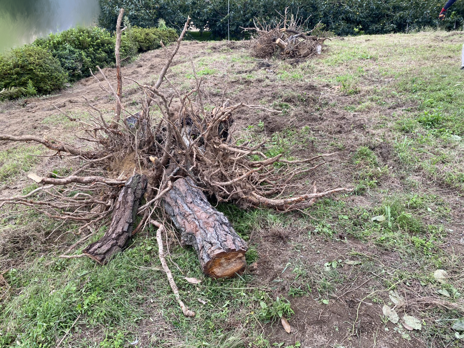 【綾川町K様邸】庭木の中でも一際目立つ、大きなモチノキ撤去開始 (株)カインズガーデン|香川県の庭仕舞い工事 【綾川町K様邸】庭木の中でも一際目立つ、大きなモチノキ撤去開始 (株)カインズガーデン|香川県の庭仕舞い工事