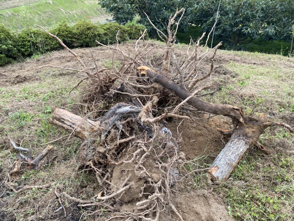 【綾川町Ｋ様邸】庭木の中でも一際目立つ、大きなモチノキ撤去開始 (株)カインズガーデン｜香川県の庭仕舞い工事