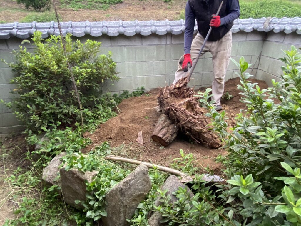 【綾川町Ｋ様邸】庭木の中でも一際目立つ、大きなモチノキ撤去開始 (株)カインズガーデン｜香川県の庭仕舞い工事