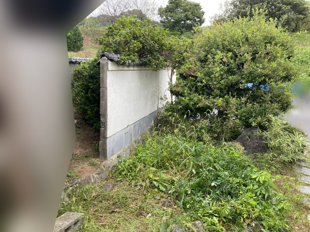 【綾川町K様邸】庭木の中でも一際目立つ、大きなモチノキ撤去開始 (株)カインズガーデン|香川県の庭仕舞い工事 【綾川町K様邸】庭木の中でも一際目立つ、大きなモチノキ撤去開始 (株)カインズガーデン|香川県の庭仕舞い工事