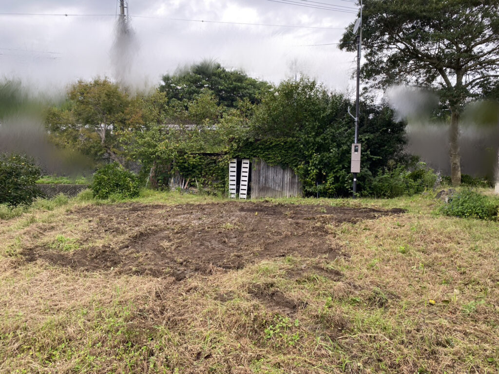 【綾川町Ｋ様邸】庭木の中でも一際目立つ、大きなモチノキ撤去開始 (株)カインズガーデン｜香川県の庭仕舞い工事