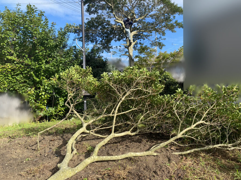 【綾川町Ｋ様邸】庭木の中でも一際目立つ、大きなモチノキ撤去開始 (株)カインズガーデン｜香川県の庭仕舞い工事