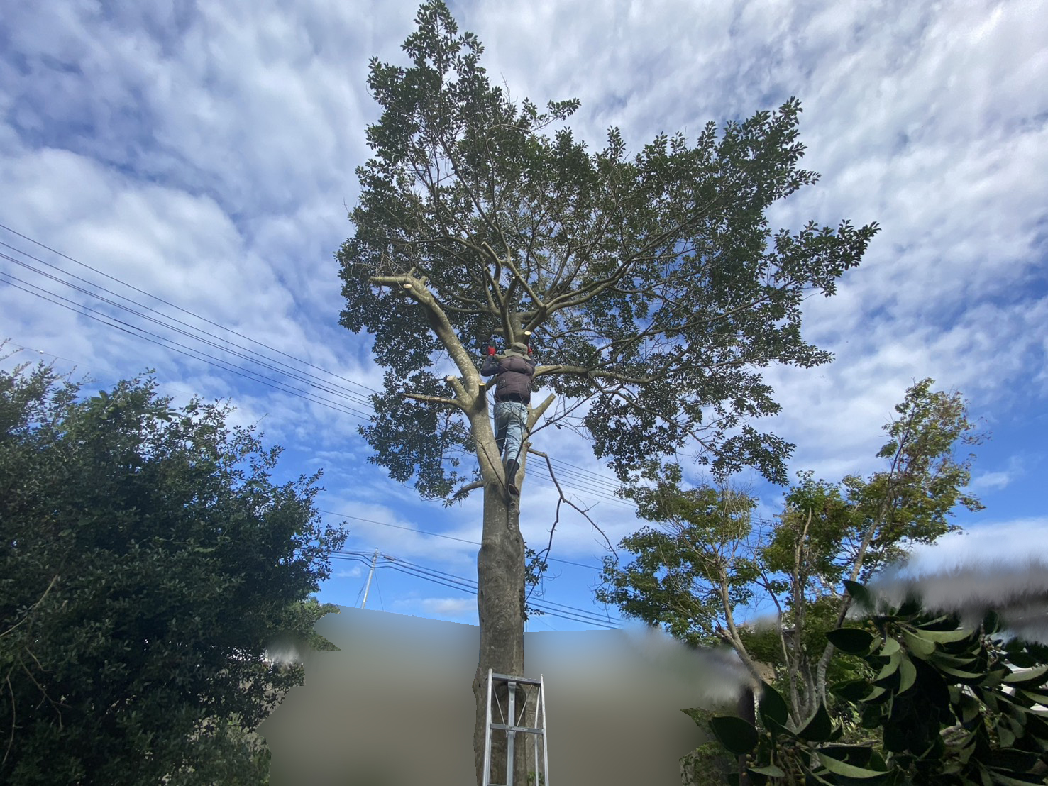 【綾川町Ｋ様邸】庭木の中でも一際目立つ、大きなモチノキ撤去開始 (株)カインズガーデン｜香川県の庭仕舞い工事