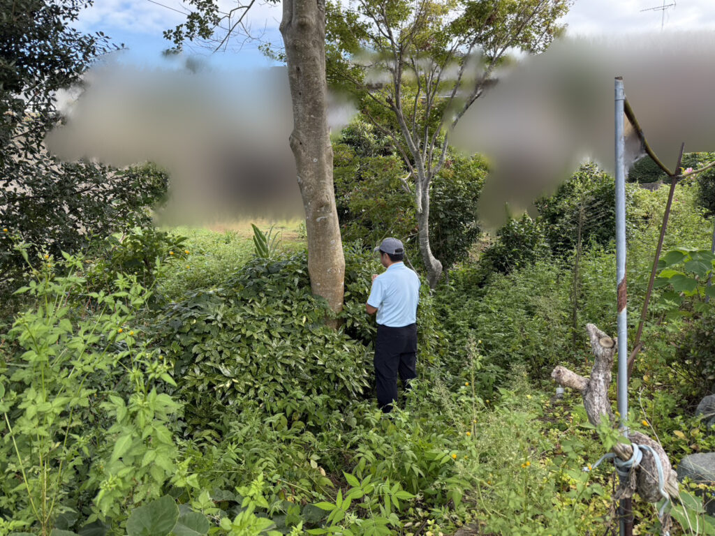 【綾川町Ｋ様邸】庭木の中でも一際目立つ、大きなモチノキ撤去開始 (株)カインズガーデン｜香川県の庭仕舞い工事