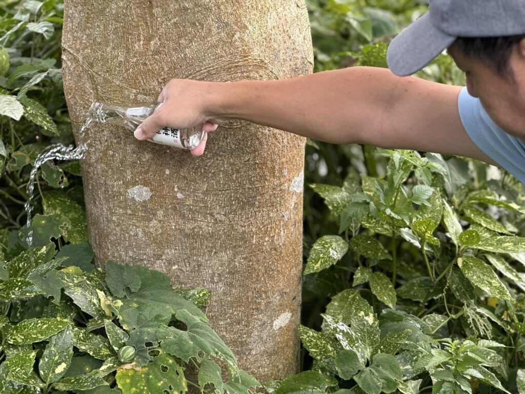 【綾川町Ｋ様邸】庭木の中でも一際目立つ、大きなモチノキ撤去開始 (株)カインズガーデン｜香川県の庭仕舞い工事