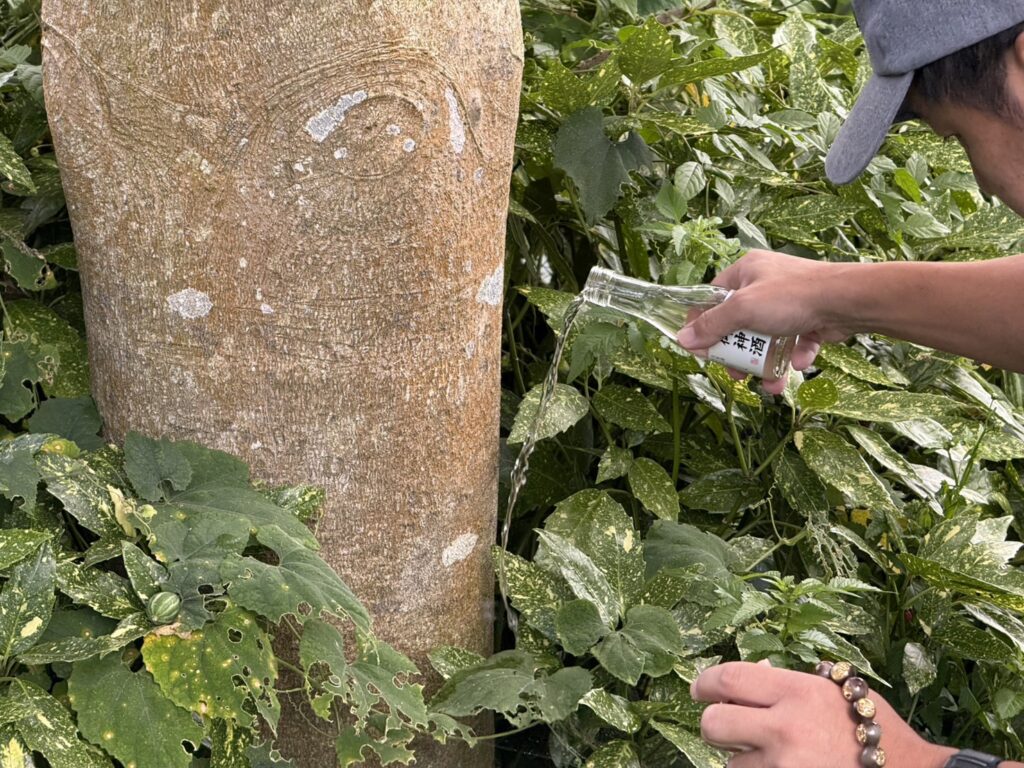 【綾川町K様邸】庭木の中でも一際目立つ、大きなモチノキ撤去開始 (株)カインズガーデン|香川県の庭仕舞い工事 【綾川町K様邸】庭木の中でも一際目立つ、大きなモチノキ撤去開始 (株)カインズガーデン|香川県の庭仕舞い工事