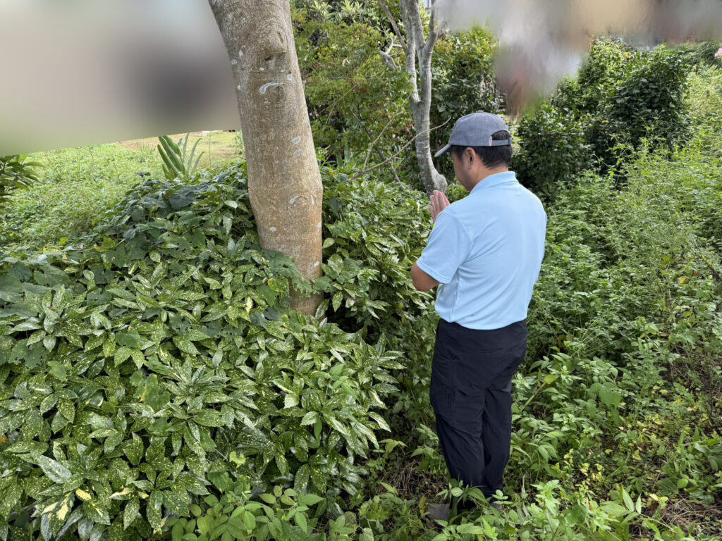 【綾川町Ｋ様邸】庭木の中でも一際目立つ、大きなモチノキ撤去開始 (株)カインズガーデン｜香川県の庭仕舞い工事
